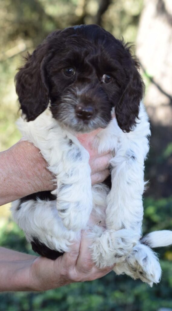 Chocolate Parti-colored Australian Labradoodle puppy