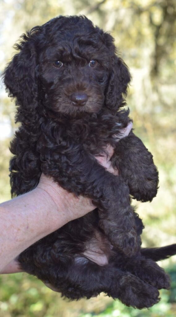 Chocolate Australian Labradoodle puppy