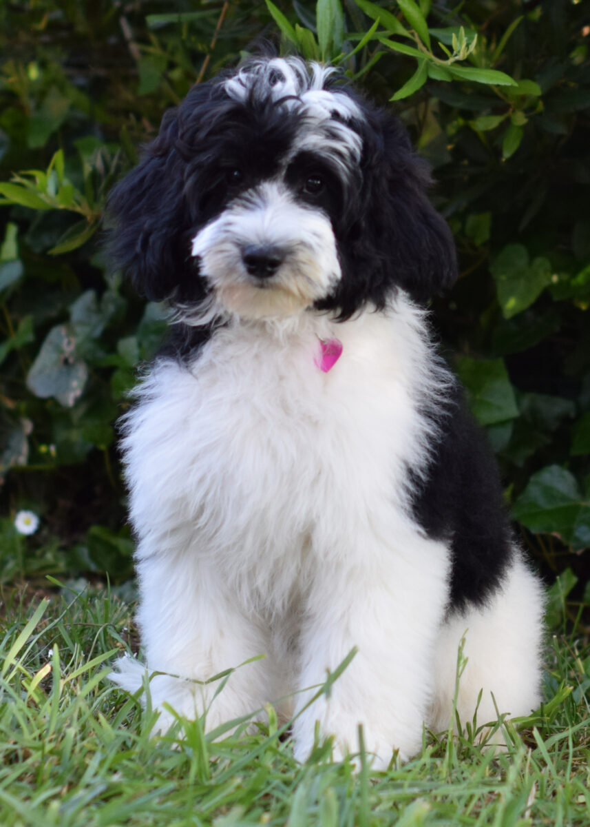 Available Australian Labradoodle Puppies for Northern California & Oregon | Ocean View Labradoodles