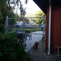 Labradoodle behind a fence
